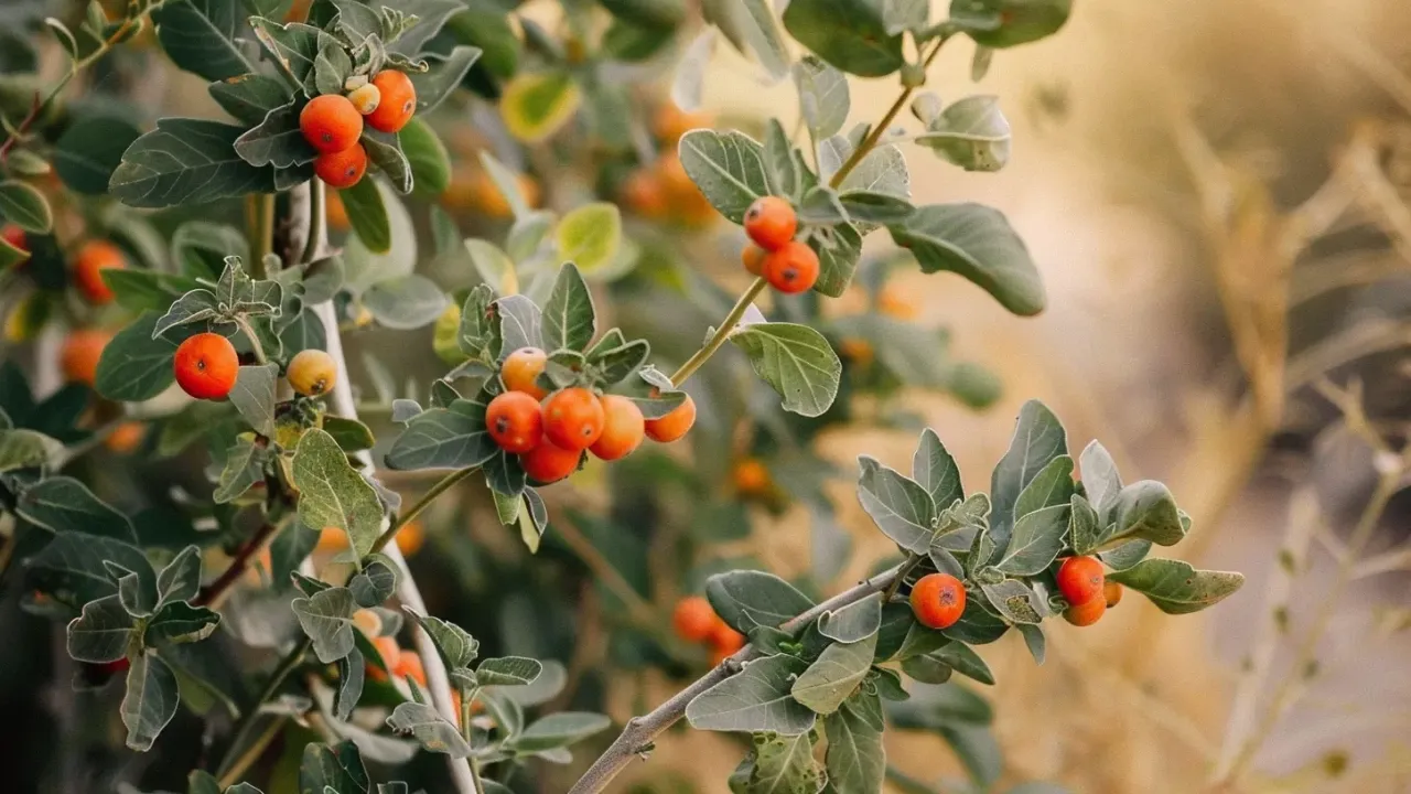 Ashwagandha: co daje, efekty i dawkowanie