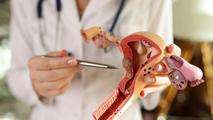 Endometrium – rola, zaburzenia i praktyczne porady dla kobiet