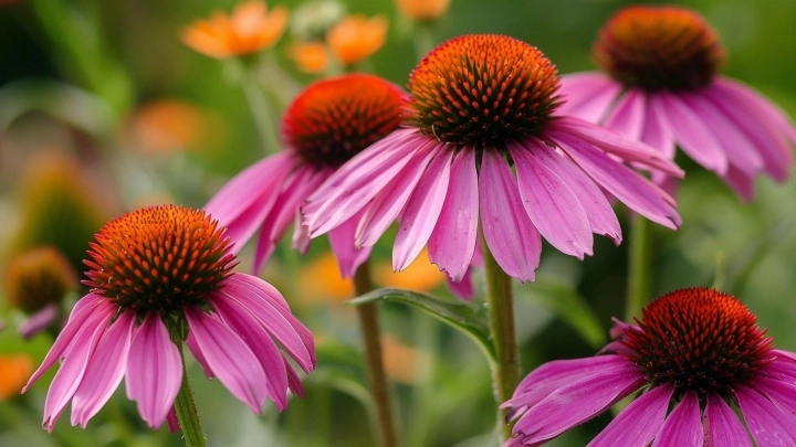 Jeżówka purpurowa (echinacea) – co warto wiedzieć, zanim sięgniesz po preparat?