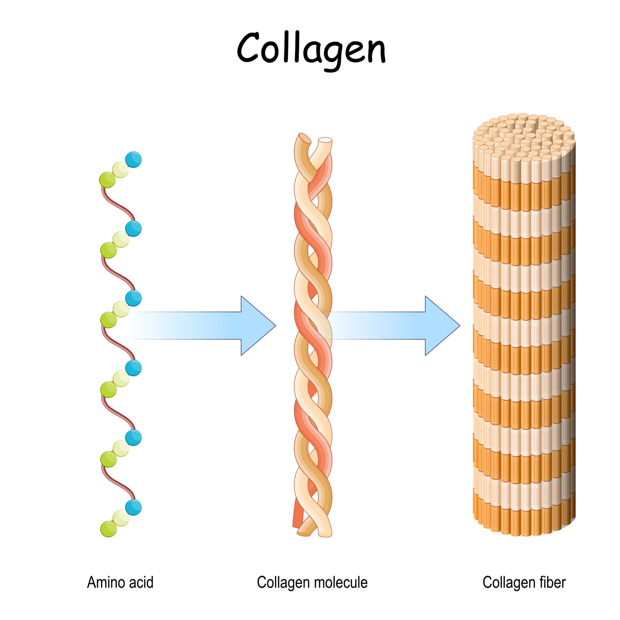 collagen