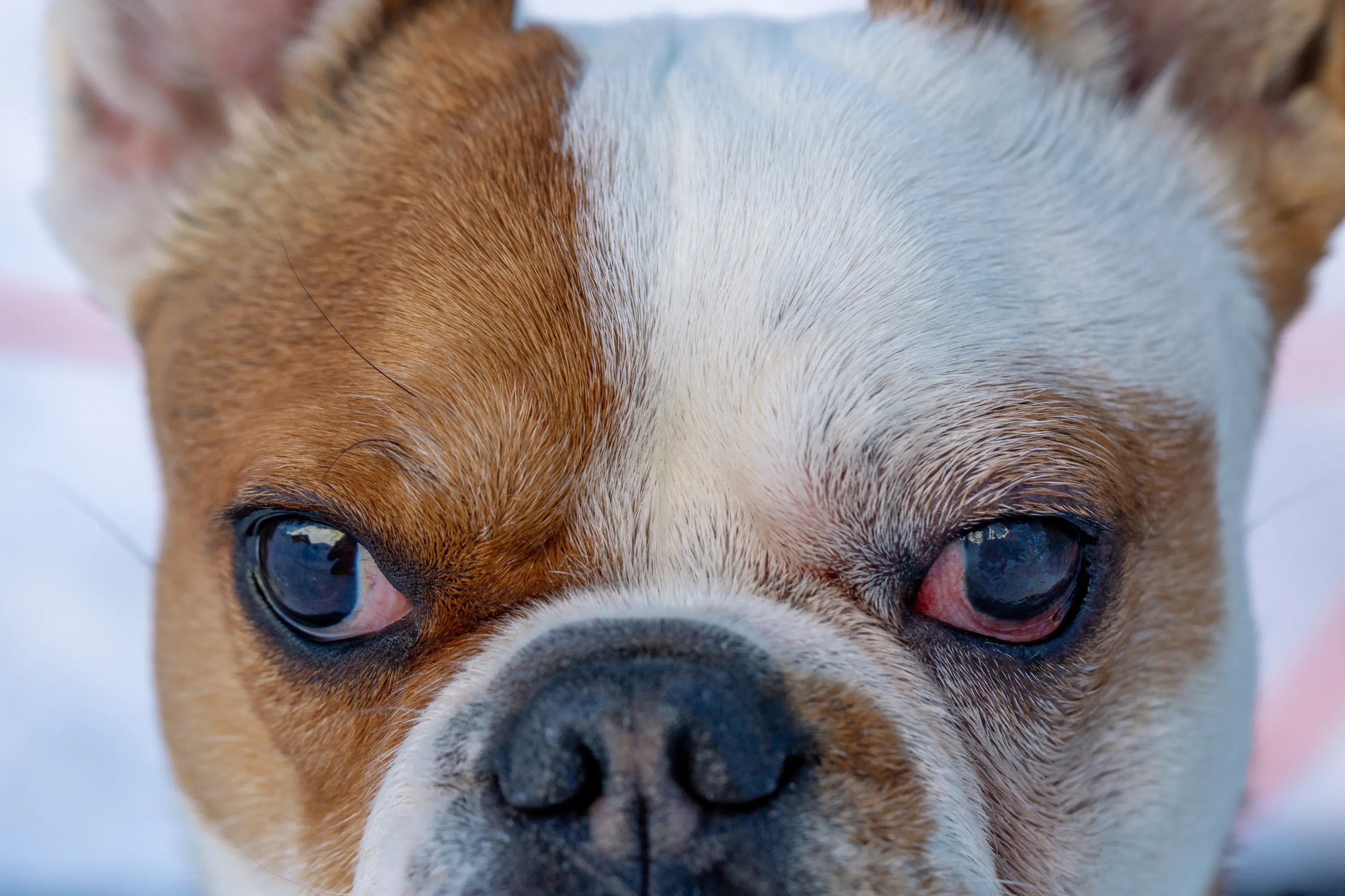 oczy buldoga